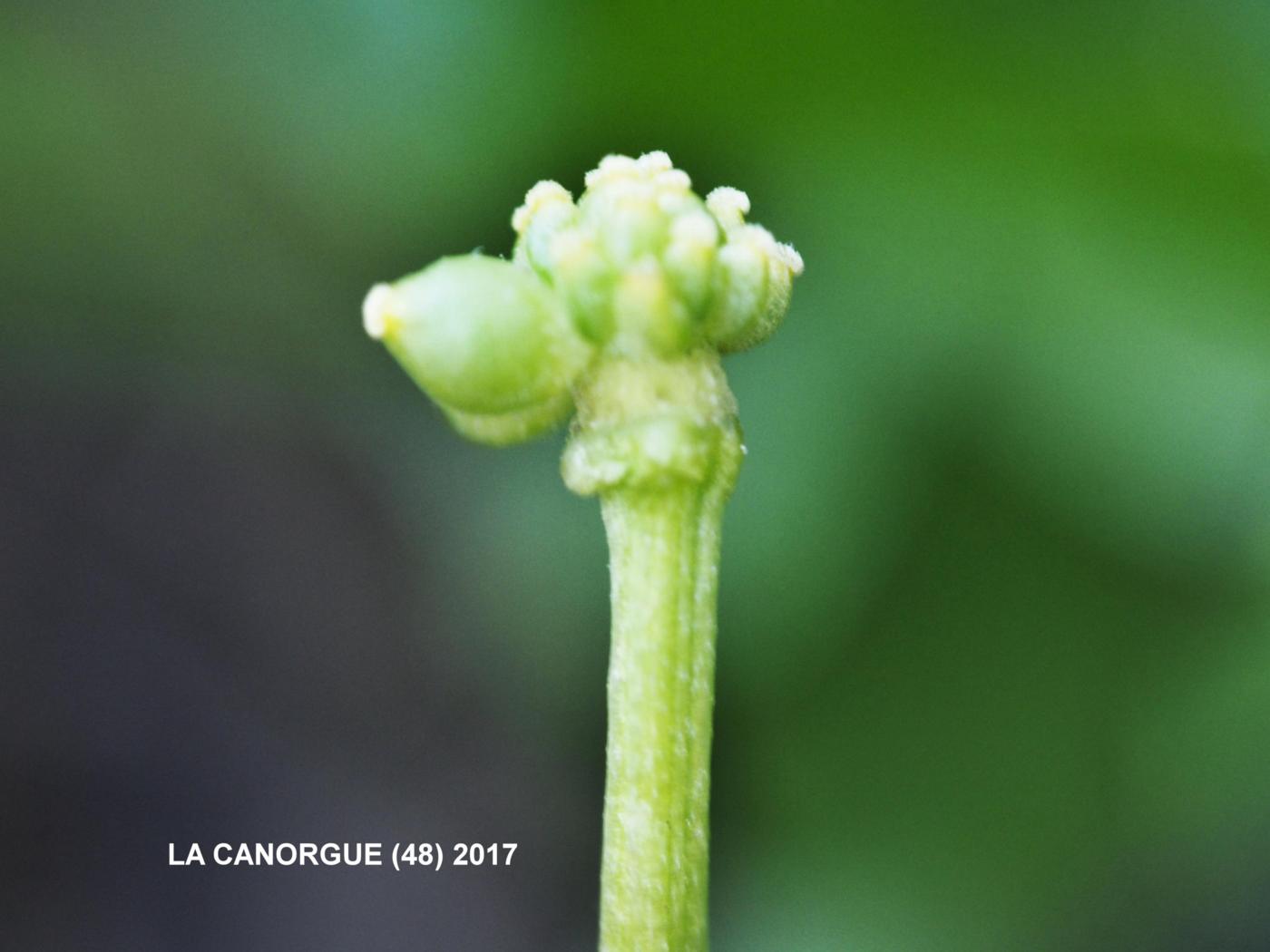 Celandine, Lesser fruit